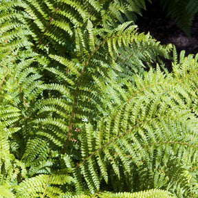 Polystichum polyblepharum - Aspidie du Japon Pattes d'ours - Fougère - Fougères