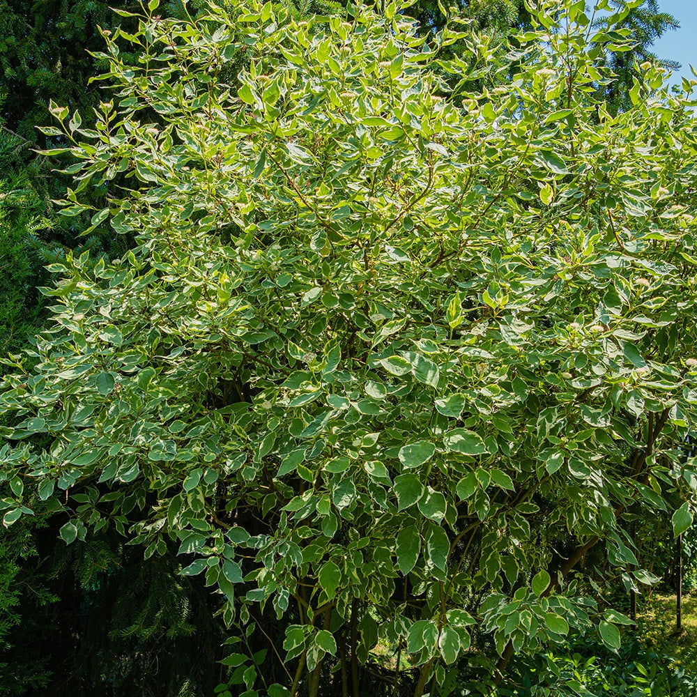 Cornouillers - Cornouiller blanc Elegantissima - Cornus alba elegantissima