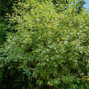 Cornouillers - Cornouiller blanc Elegantissima - Cornus alba elegantissima
