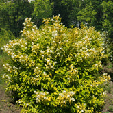 Seringat doré - Philadelphus - Willemse