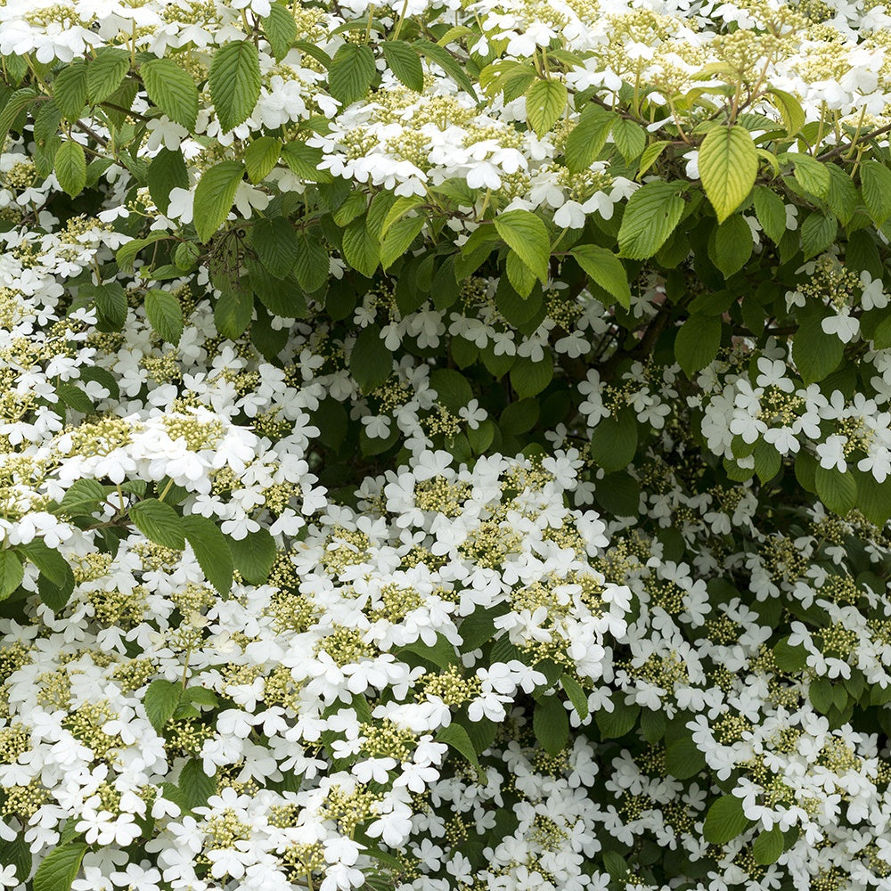 Viburnum plicatum Watanabe - Viorne de Chine Watanabe - Viornes