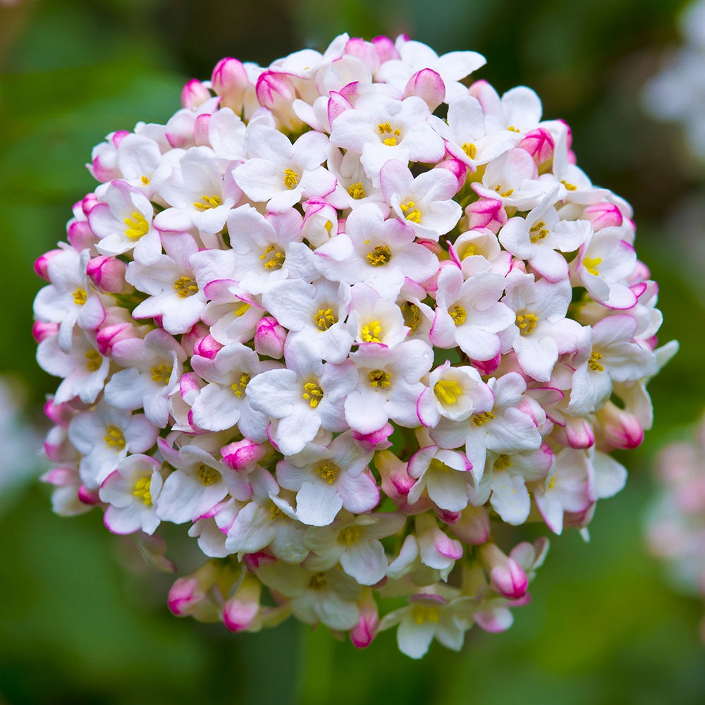 Viburnum burkwoodii - Viorne de Burkwood - Viornes