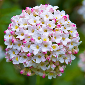 Viburnum burkwoodii - Viorne de Burkwood - Viornes