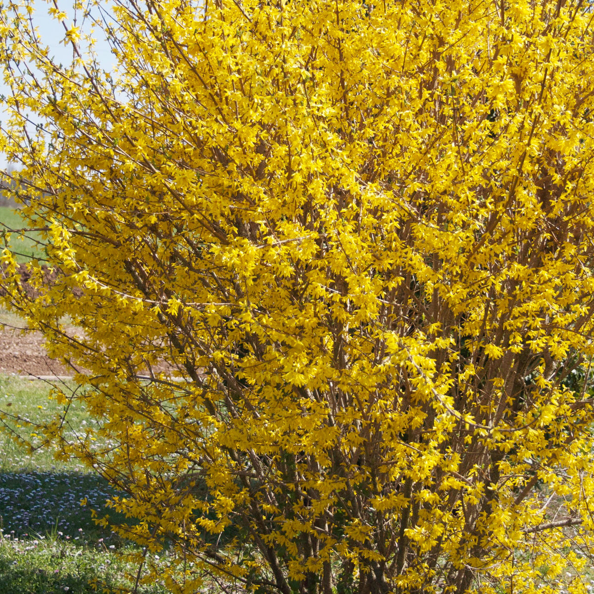 Forsythia Marée d'Or ® - Willemse