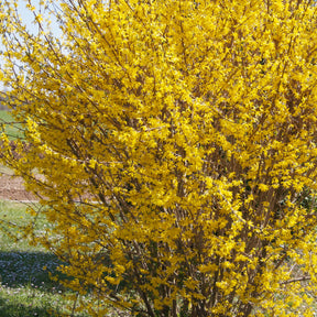 Forsythia Marée d'Or ® - Willemse