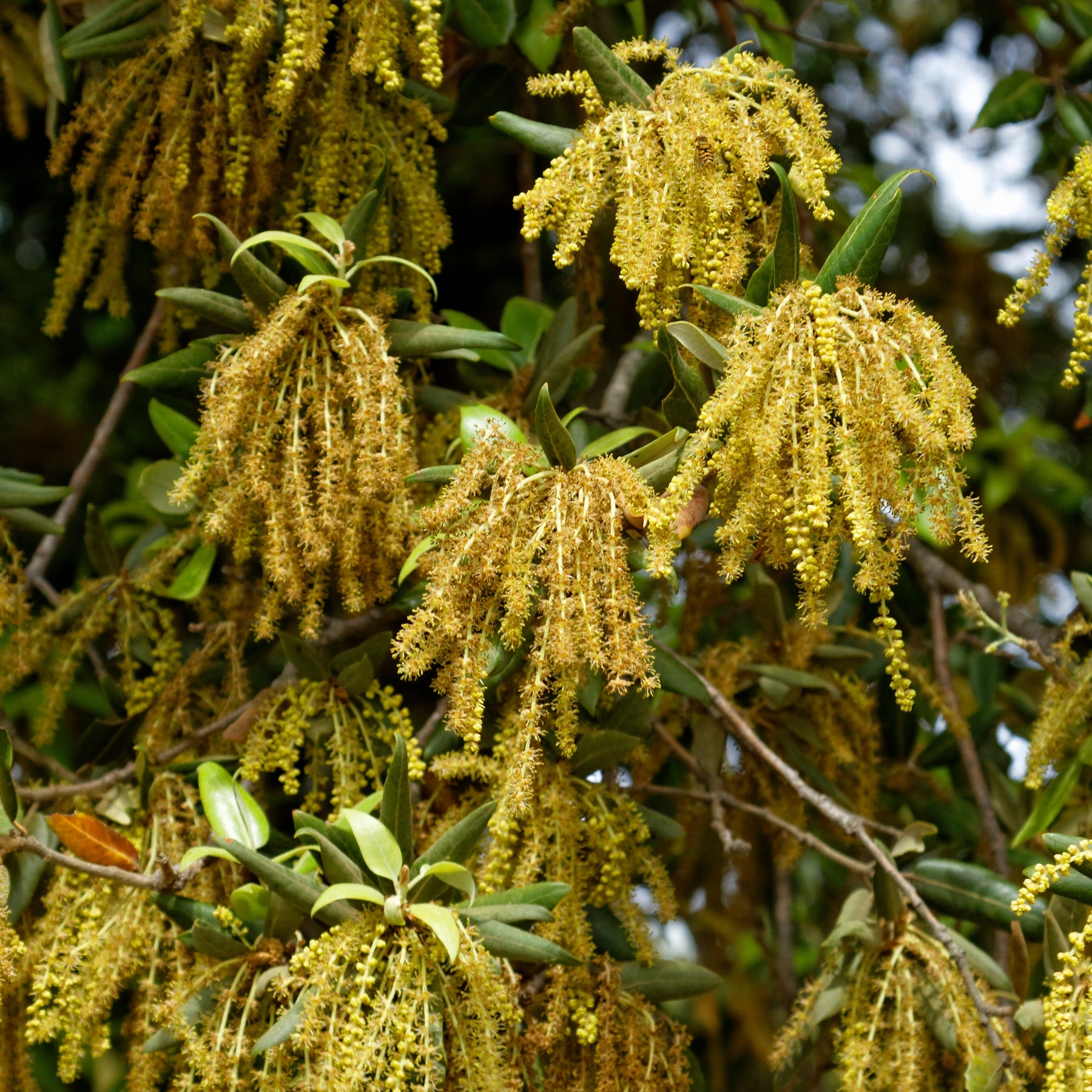 Chêne - Chêne vert - Quercus ilex
