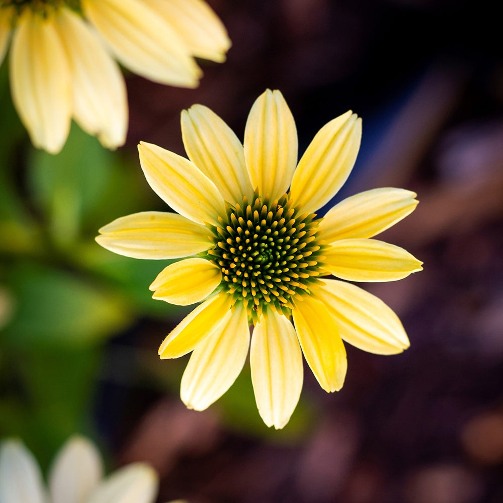 Echinacée pourpre Mellow Yellows  - Willemse
