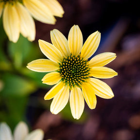 Echinacée pourpre Mellow Yellows  - Willemse