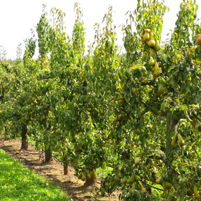 Poirier Abate Fetel - Pyrus communis abate fetel - Willemse