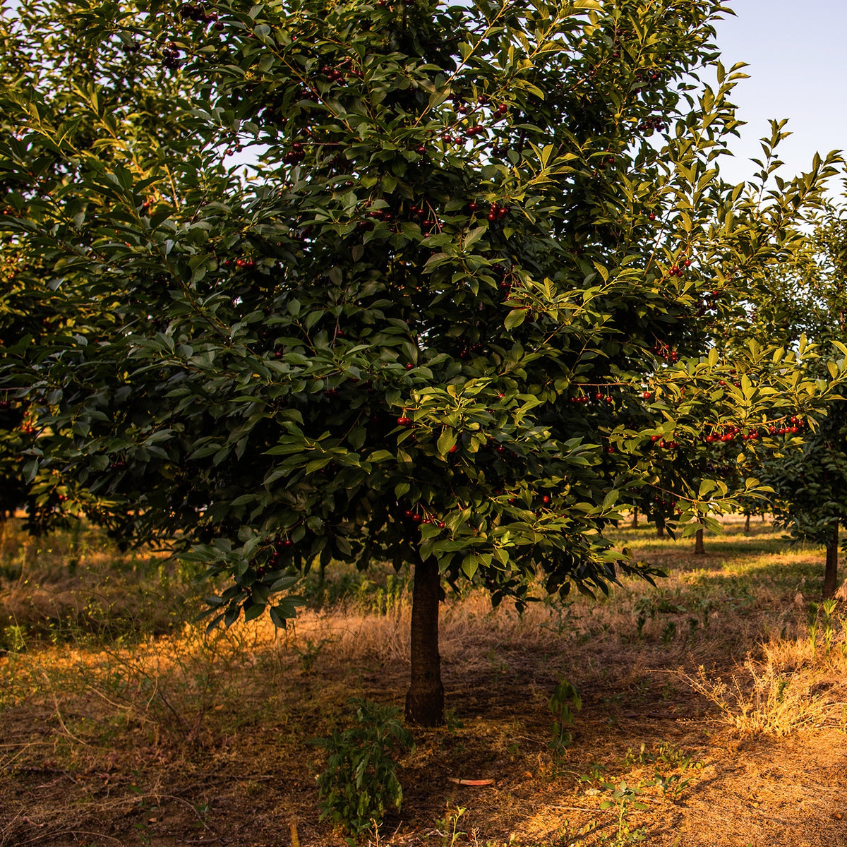 Cerisier Griotte de Montmorency - Prunus avium griotte de montmorency - Willemse