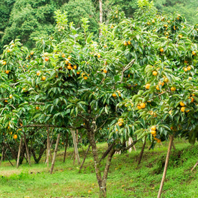Kaki diospyros tipo - Kaki Tipo - Plaqueminier Kaki