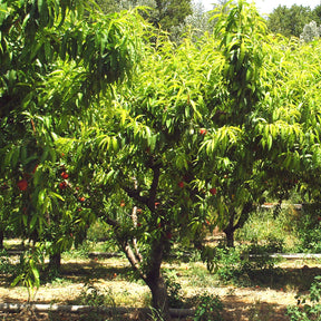 Pêcher Red Haven - Prunus persica red haven - Willemse