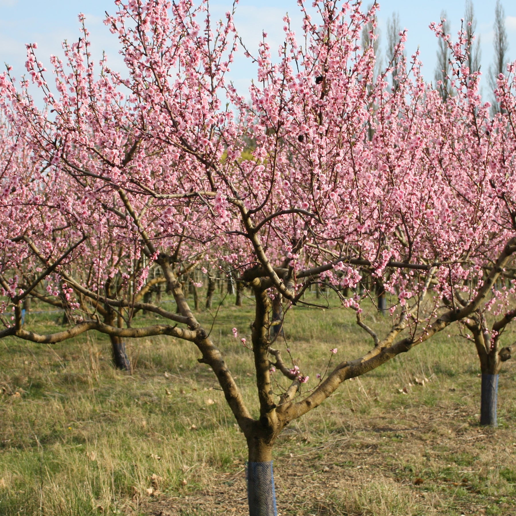 Pêcher Suncrest - Prunus persica suncrest - Willemse