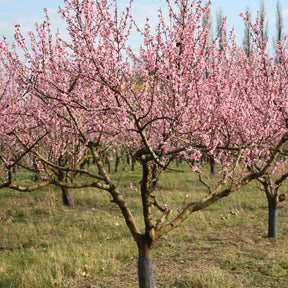 Pêcher Suncrest - Prunus persica suncrest - Willemse