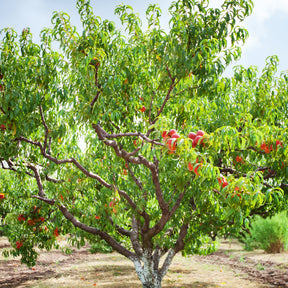 Prunus persica suncrest - Pêcher Suncrest - Pêcher
