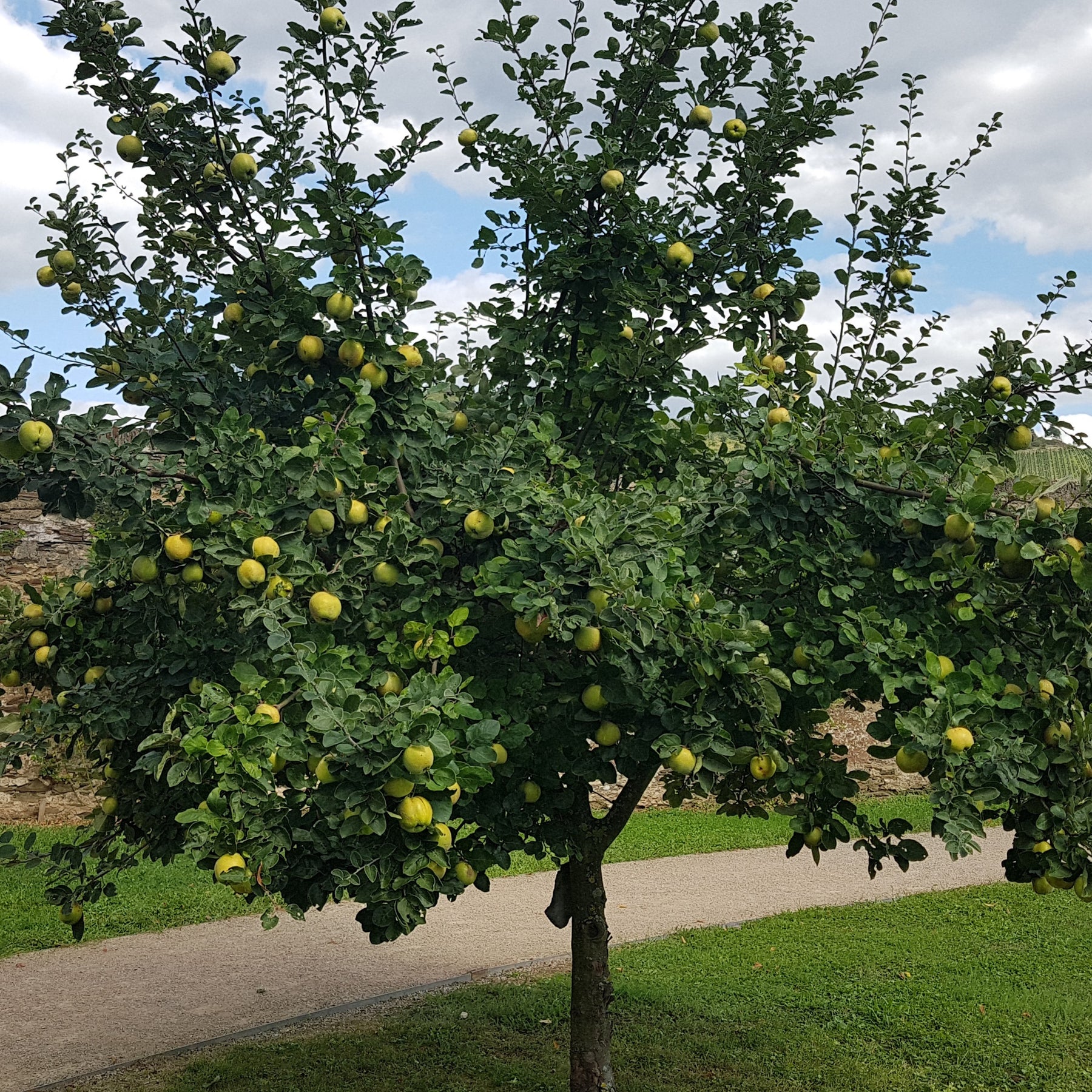 Cydonia oblonga - Cognassier - Fruitiers Arbres et arbustes