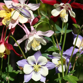 3 Ancolies hybrides Mac Kana - Willemse
