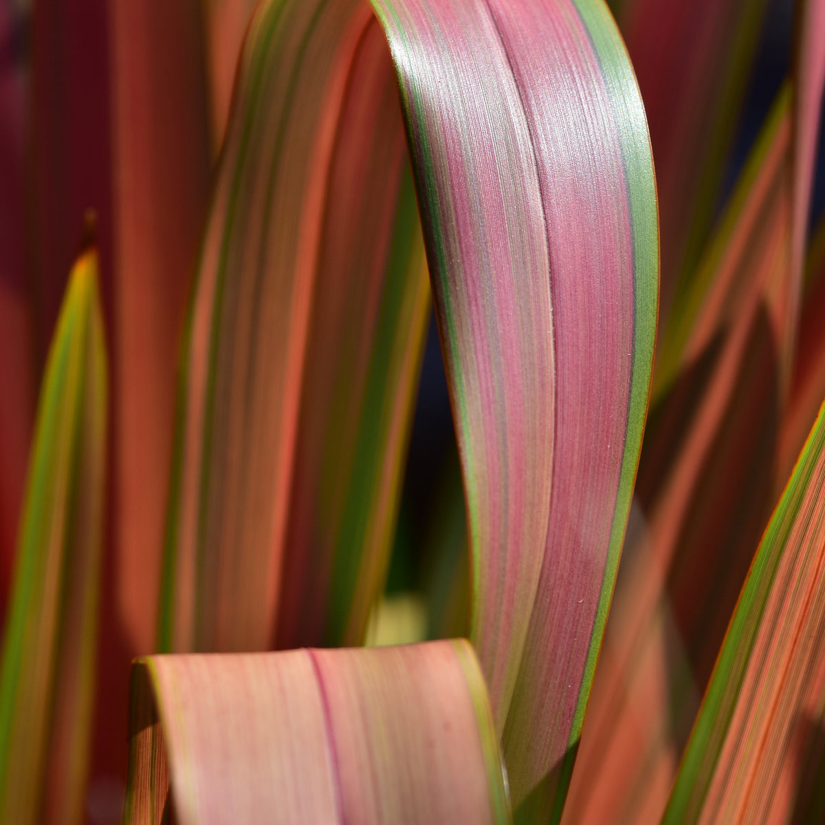 Lin de Nouvelle-Zélande Rainbow Queen - Phormium 'rainbow queen' - Willemse