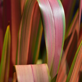 Lin de Nouvelle-Zélande Rainbow Queen - Phormium 'rainbow queen' - Willemse