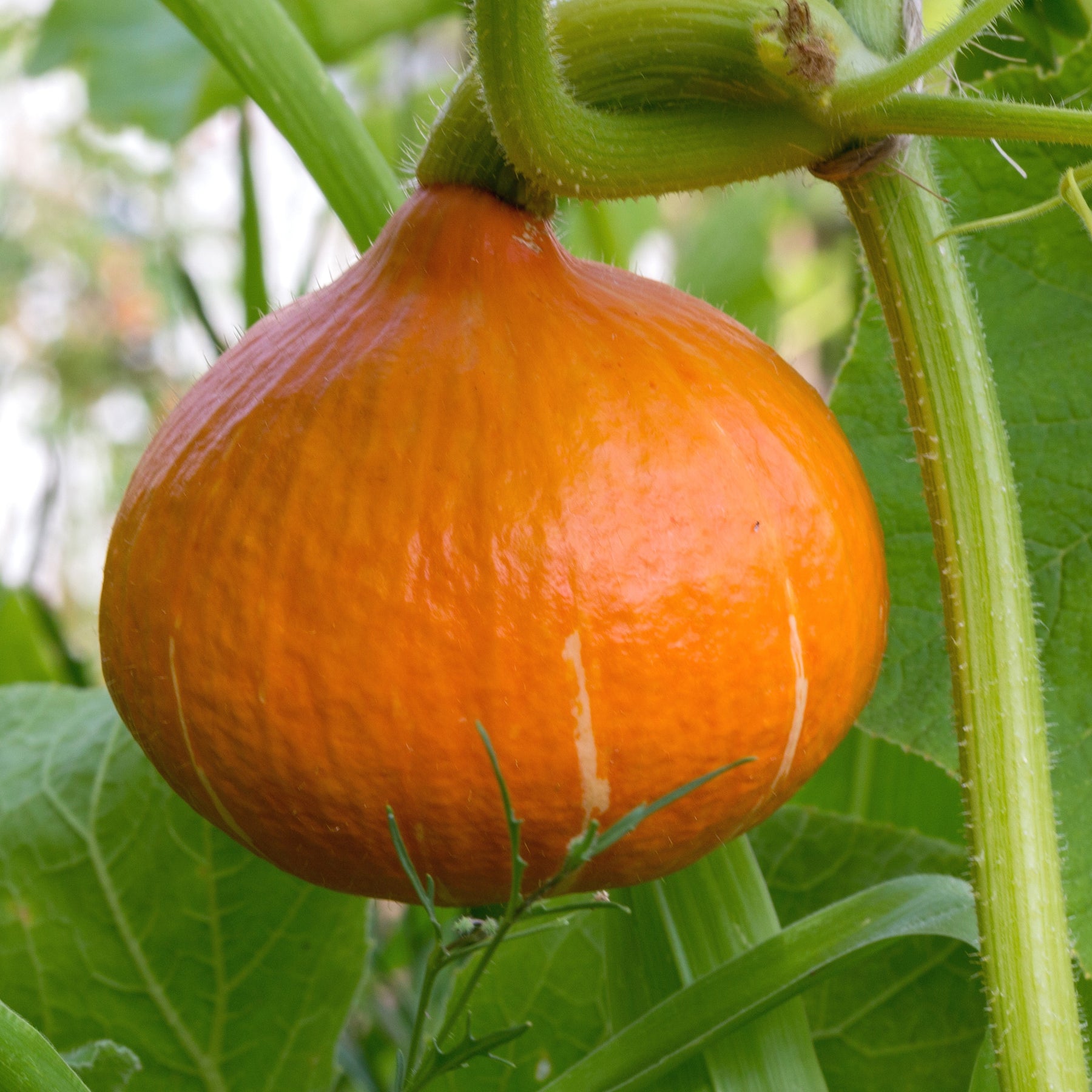 3 Plants de Potimarron - Willemse