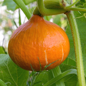 3 Plants de Potimarron - Willemse