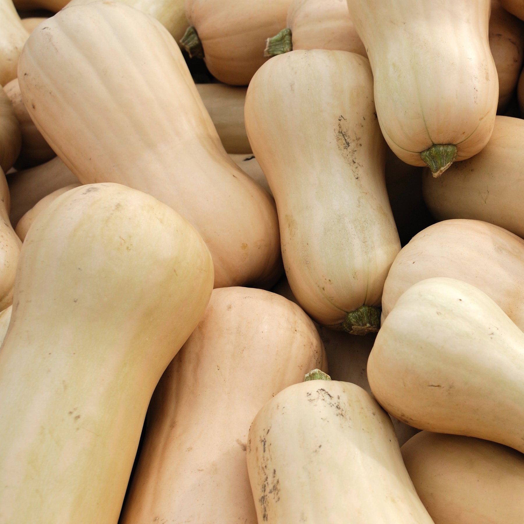 3 Plants de Courge Butternut Sibelle F1 - Willemse
