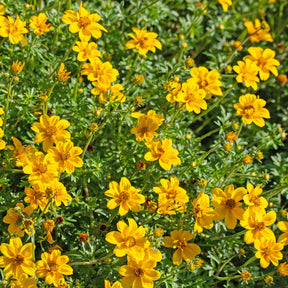 3 Bidens à feuilles de férule - Bidens ferulifolia - Willemse