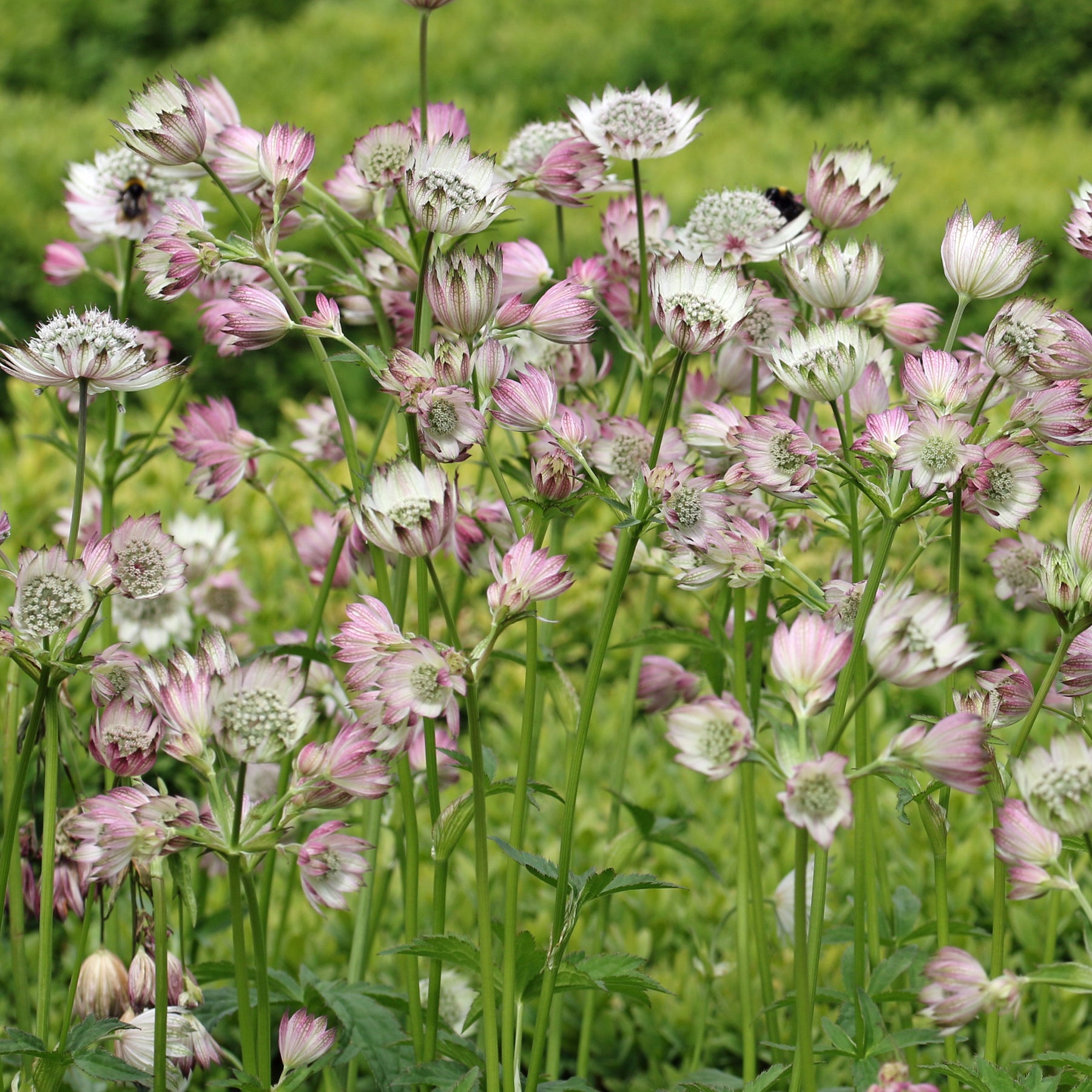 Astrantia major Buckland - Grande astrance Buckland - Astrance