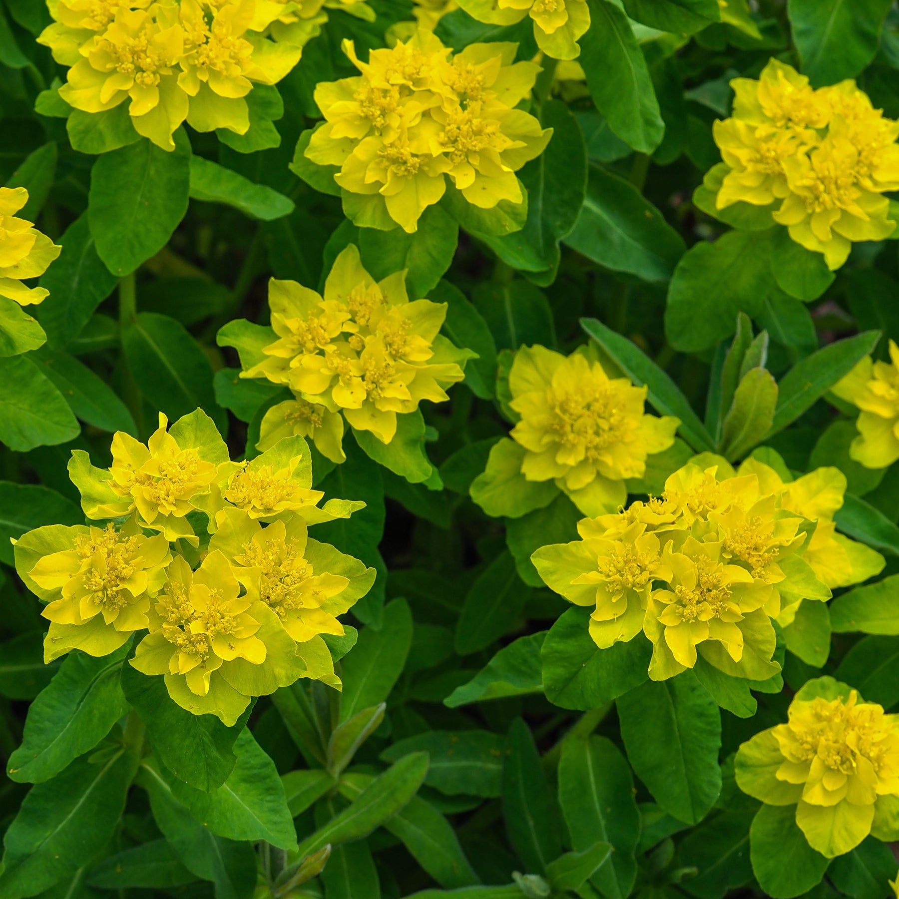 Euphorbe - Euphorbe polychrome - Euphorbia polychroma