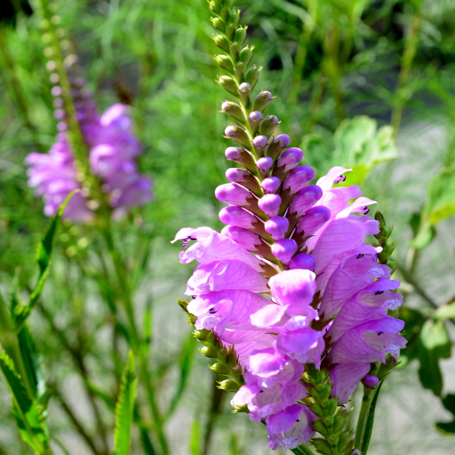 Cataleptique Bouquet Rose - Physostegia virginiana 'bouquet rose' - Willemse