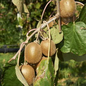 Kiwi Jenny - Willemse
