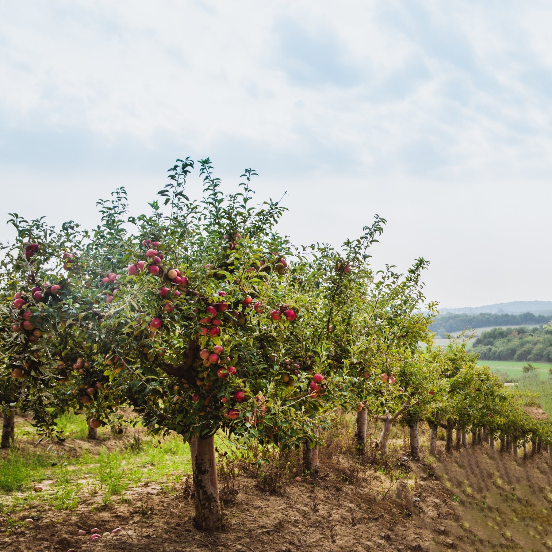 Pommier Red Chief - Malus domestica 'red chief' - Willemse