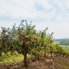 Pommier Red Chief - Malus domestica 'red chief' - Willemse