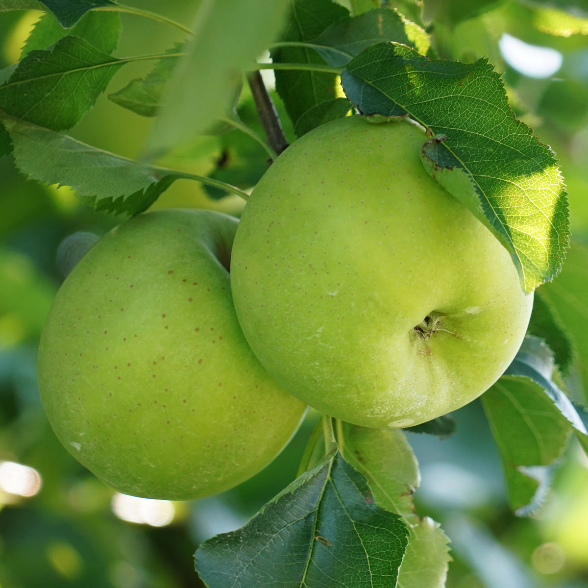 Pommier Granny Smith - Willemse
