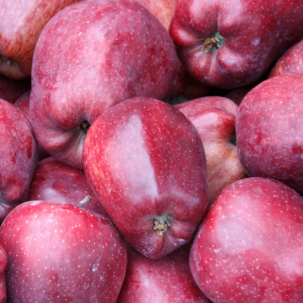 Pommier Starking Delicious - Willemse
