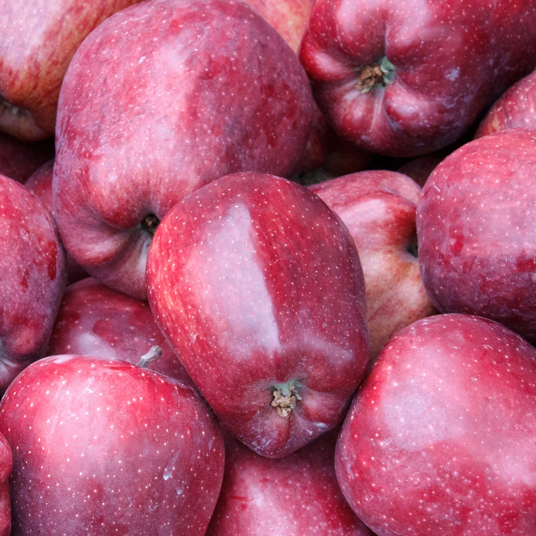 Pommier Starking Delicious - Willemse