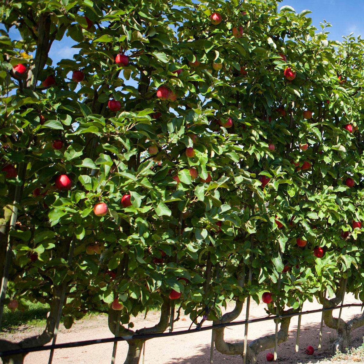Pommier Starking Delicious - Malus domestica 'starking delicious' - Willemse