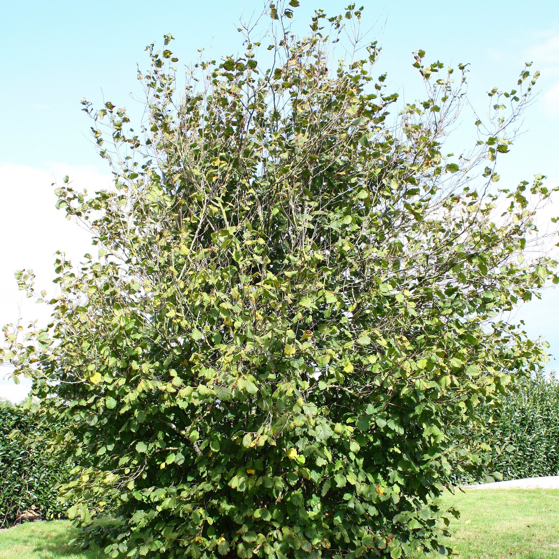 Noisetier Ronde du Piémont - Corylus avellana Ronde du Piémont - Willemse