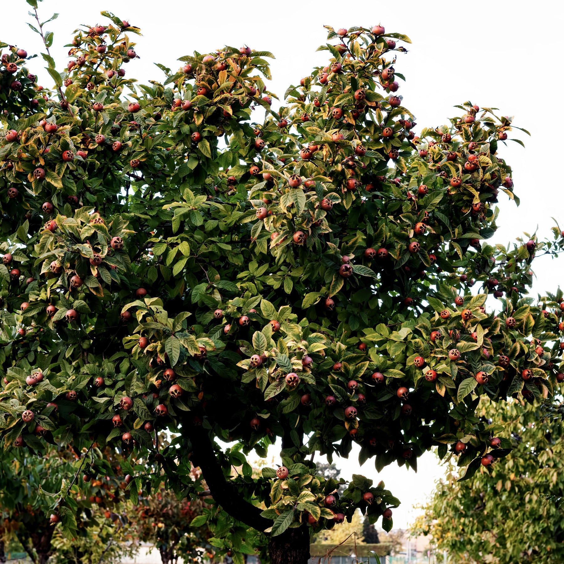 Mespilus germanica - Néflier - Fruitiers Arbres et arbustes