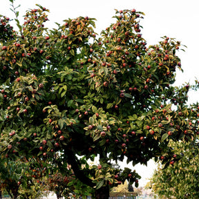 Mespilus germanica - Néflier - Fruitiers Arbres et arbustes