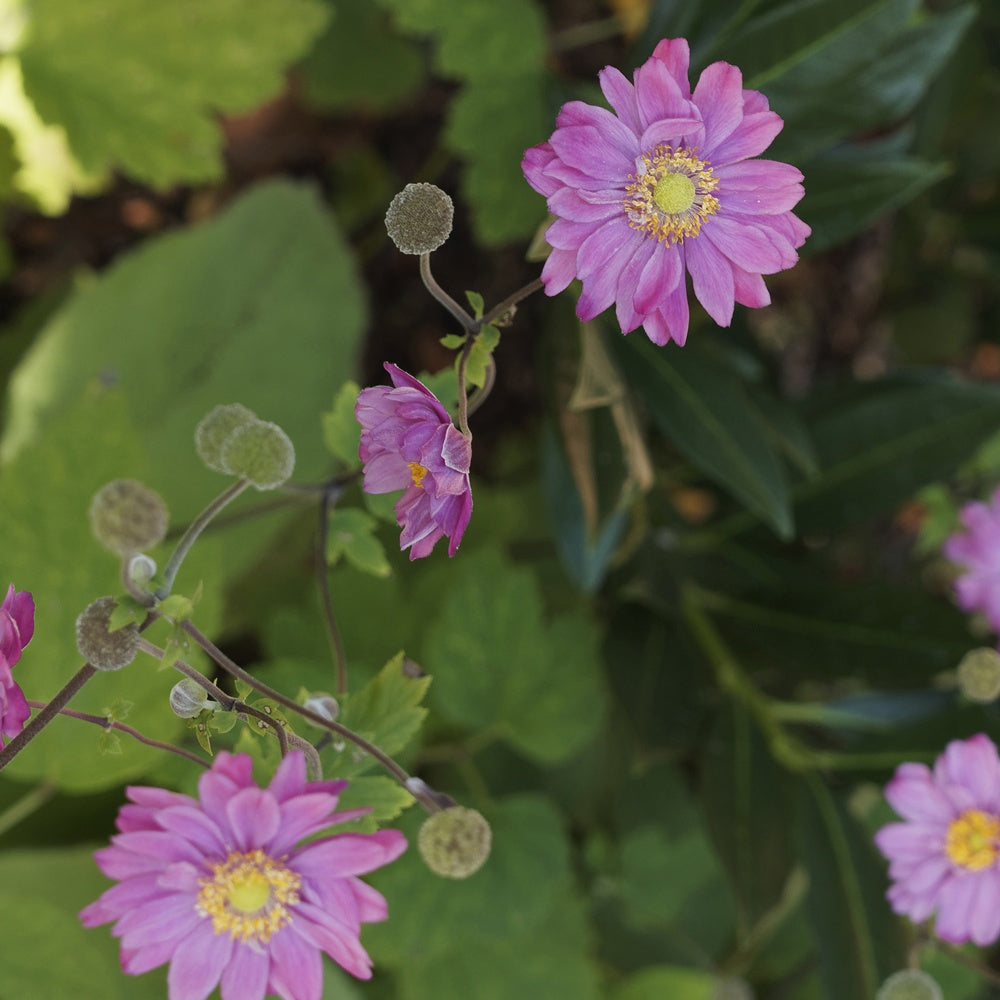 Anémone du Japon Pamina - Anemone hybrida 'pamina' - Willemse