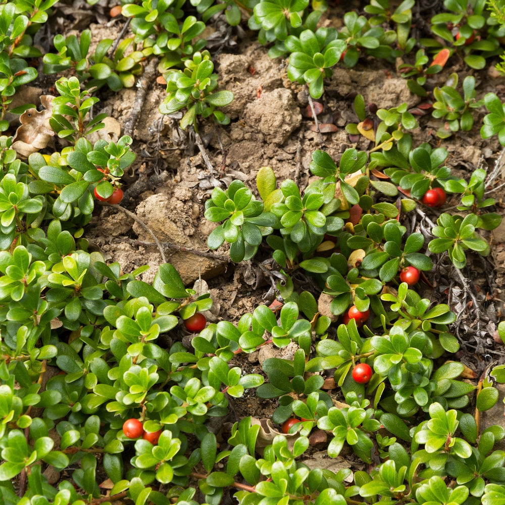 Raisin d'ours - Willemse