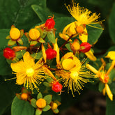 Millepertuis Miracle Wonder - Willemse