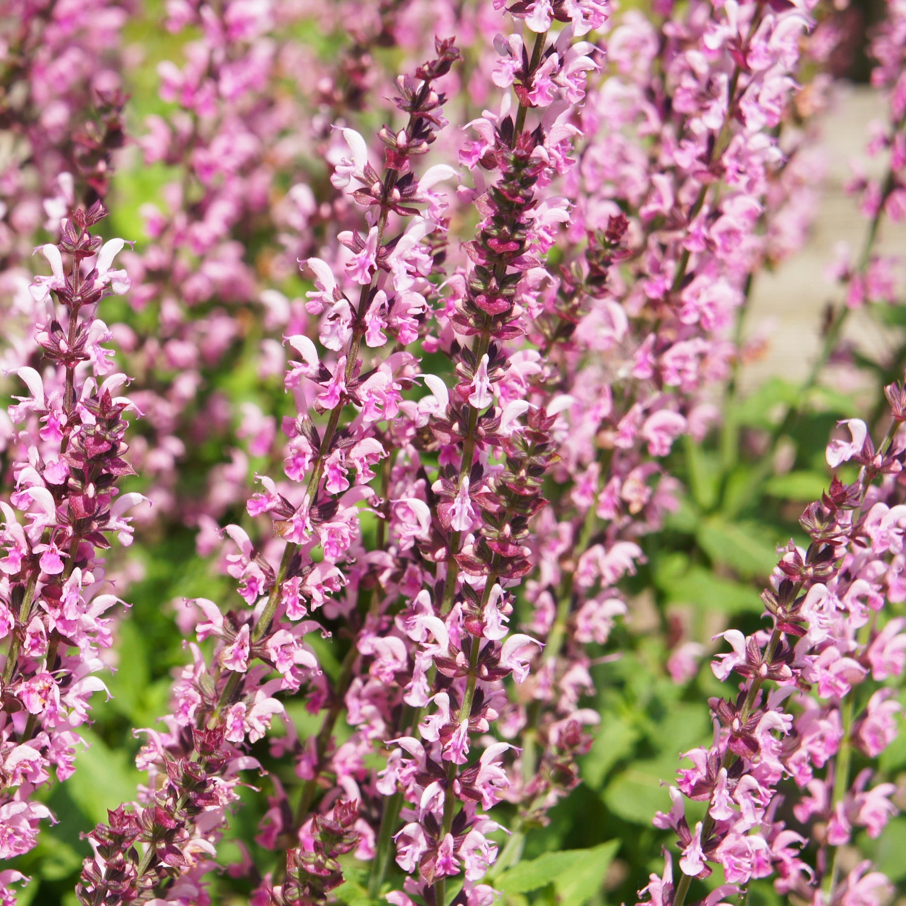Sauge des bois Rose Marvel - Willemse