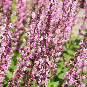 Sauge des bois Rose Marvel - Willemse
