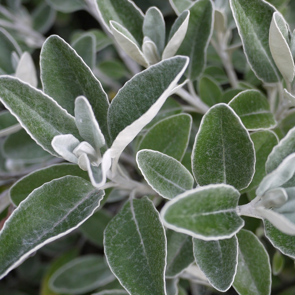 Senecio compacta Drysdale - Senecio compacta Drysdale - Willemse