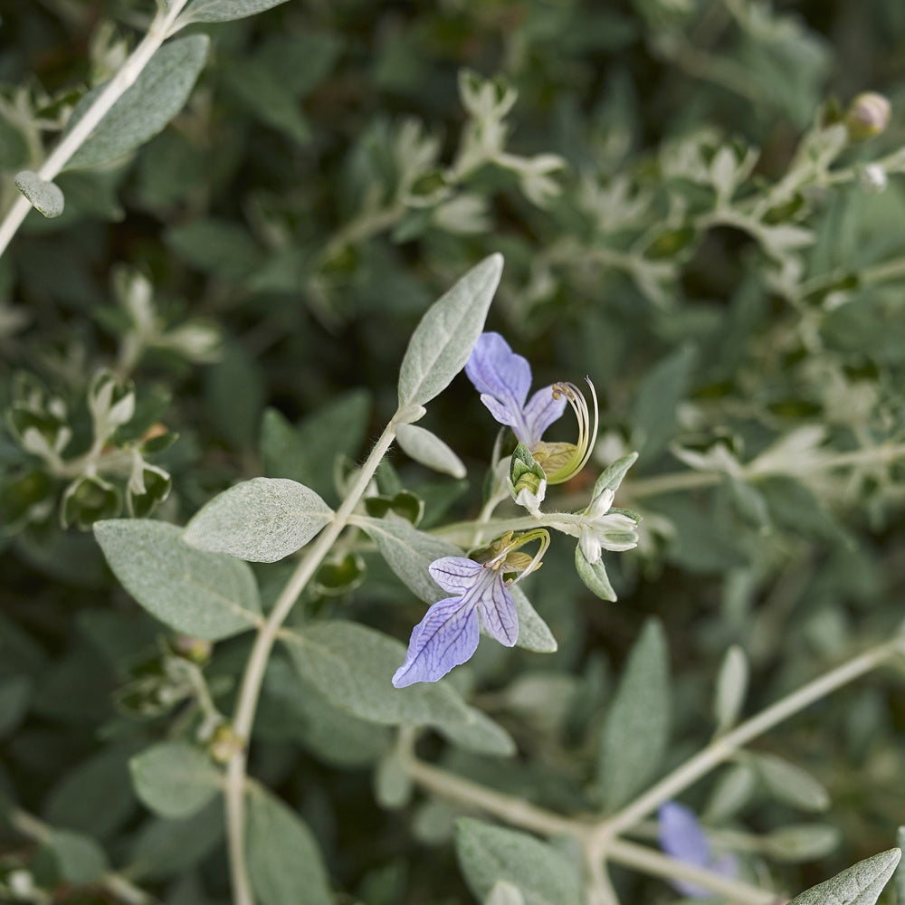 Teucrium fruticans 'azureum' - Germandrée arbustive Azureum - Arbustes à fleurs