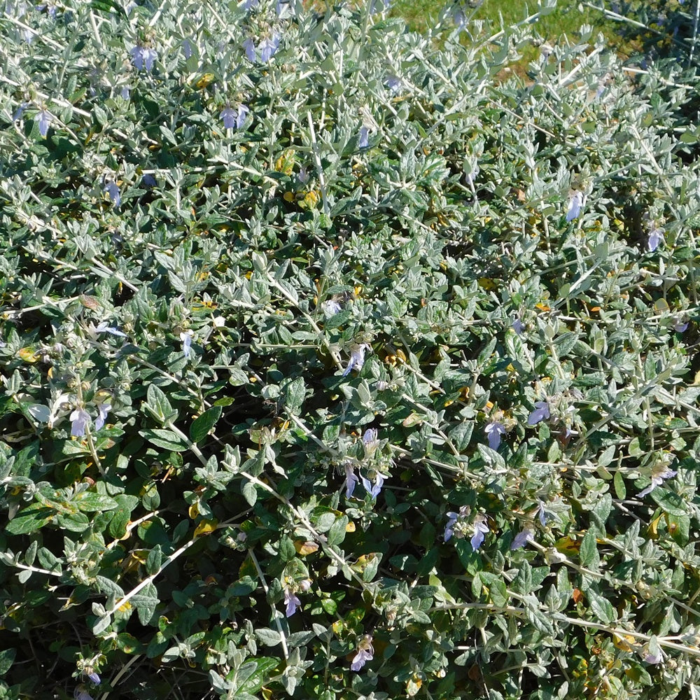 Arbustes à fleurs - Germandrée arbustive Azureum - Teucrium fruticans 'azureum'