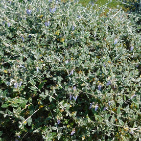 Arbustes à fleurs - Germandrée arbustive Azureum - Teucrium fruticans 'azureum'