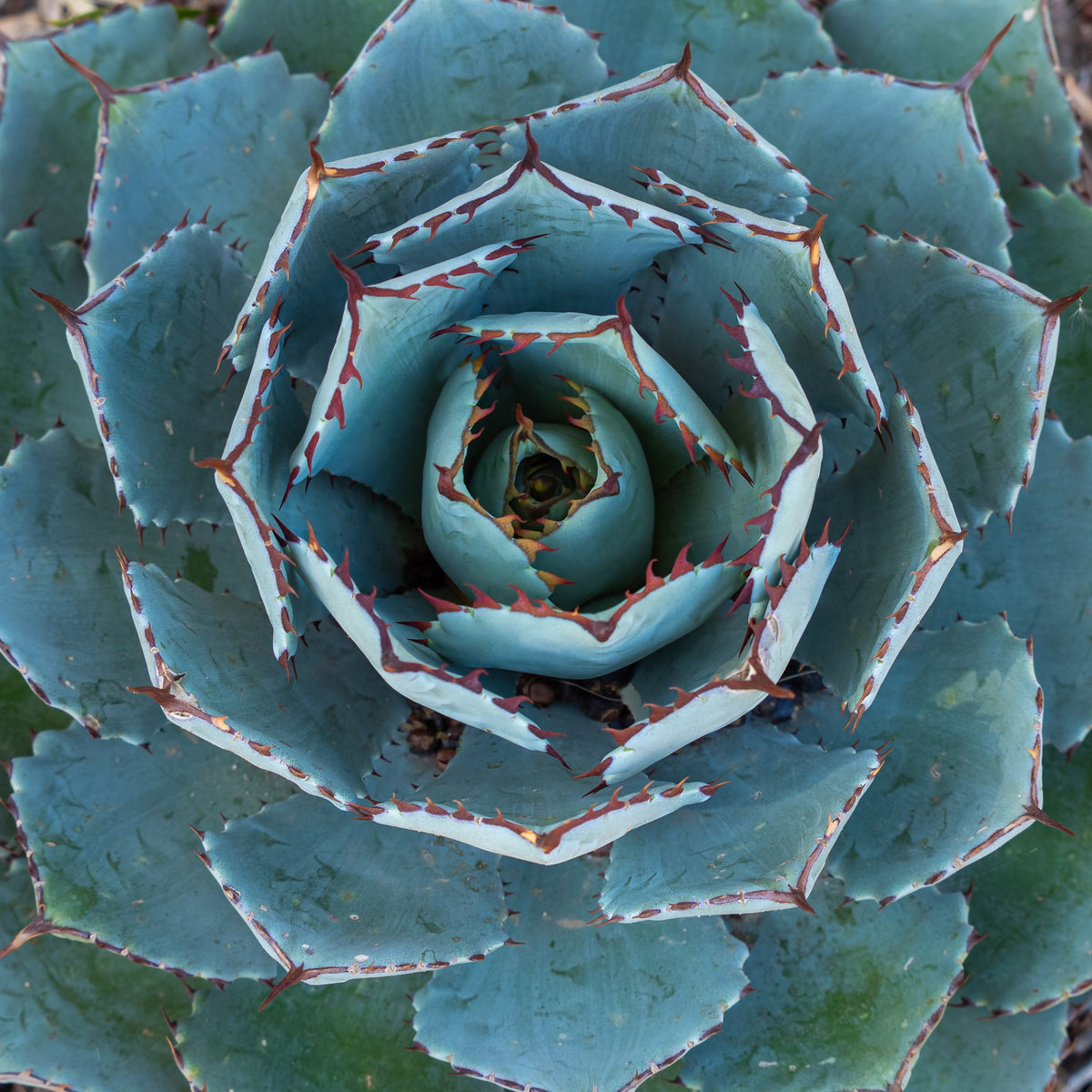 Agave Globe - Willemse